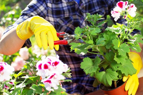 A gardener wearing a blue checked shirt and bright yellow gloves is working outdoors in a garden, using small red pruning shears to tend to a potted flowering plant with white and pink blossoms. The plant has lush green foliage and is positioned among other greenery, with a backdrop of blurred garden elements including shrubs and trees, suggesting a well-maintained backyard or front garden area in Hendon. The natural light indicates a clear day, emphasizing the vibrant colors and healthy plant growth, which reflects the expertise of local gardening services such as Landscapers Hendon in maintaining and enhancing outdoor spaces with attention to detail.
