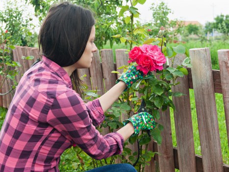 A woman with shoulder-length dark hair, wearing a pink and purple checkered shirt and floral gardening gloves, is tending to a pink flowering shrub in a backyard garden. She is reaching out to adjust or inspect the plant near a weathered wooden fence, with her face in profile and a focused expression. The garden features a lush green lawn, mature trees, and a variety of foliage, creating a vibrant outdoor space typical of residential gardens in Hendon, London. The scene suggests active garden maintenance, aligning with landscaping and gardening services offered by Landscapers Hendon. Soft natural daylight illuminates the scene, highlighting the natural tones of the plants and the wooden fence, set against an overcast sky. The environment appears well-kept and cultivated, emphasizing the importance of border planting and shrub care within garden renovation projects.
