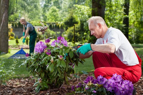 A mature man with light-colored hair, dressed in a white shirt and red trousers, is kneeling on a landscaped garden bed, carefully pruning or inspecting a flowering shrub with vibrant purple flowers and broad green leaves. The garden layout includes a well-maintained grassy lawn surrounding the flower bed, bordered by mulch or bark chippings. In the background, another person is tending to a different area of the garden, possibly raking or clearing debris, with lush green trees providing shade and a natural backdrop. The outdoor environment appears bright and sunny, indicating good weather, with sunlight filtering through the trees. The garden features a mix of flowering plants and greenery, with a neat and orderly appearance, suggesting professional gardening or landscaping maintenance, possibly provided by Landscapers Hendon serving the Hendon area in North London. The scene emphasizes attention to detail in garden care, highlighting the importance of shrub trimming and landscape upkeep as part of regular outdoor maintenance services in the local community.