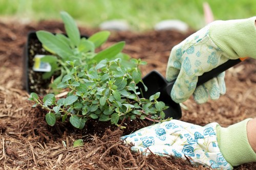 A gardener in gardening gloves is planting a small shrub with green leaves into a prepared bed with dark, moist soil. The landscape features a well-maintained garden area with visible edges of a flower bed or shrub border, and a grassy lawn in the background. The planting area appears tidy and organized, suitable for outdoor gardening and landscaping services in the Hendon or wider London area. The scene is captured outdoors under natural daylight, showcasing detailed plant and soil textures, emphasizing the process of garden planting and landscape enhancement aimed at improving outdoor spaces in residential or commercial gardens.