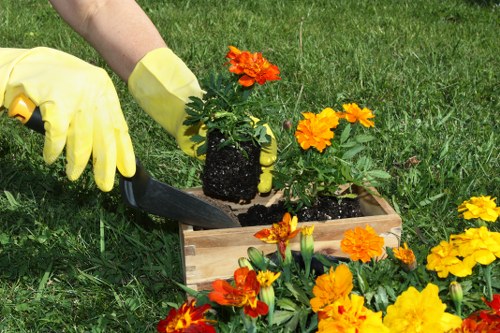 A gardener wearing yellow gloves is planting a flowering plant with bright orange and yellow blooms into a rectangular wooden planter box. The planter is situated on a well-maintained grassy lawn, which is part of an outdoor garden space. Surrounding the planter are additional flowering plants with similar vibrant colors, creating a lively display of garden colour. In the background, there are hints of other green foliage, suggesting a landscaped outdoor area. The scene appears to be taking place on a clear day, with natural daylight illuminating the garden, enhancing the textures of the soil, leaves, and wooden planter. This image illustrates garden planting activities typical of landscape maintenance and gardening services, reflecting a neat, visually appealing outdoor environment that could be part of a residential or commercial garden in Hendon or the surrounding area serviced by Landscapers Hendon.