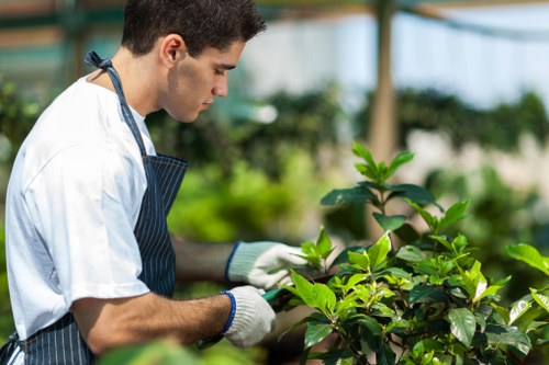 A young male gardener with dark hair, wearing a white gardening shirt, a dark apron, and protective gloves, carefully tending to green foliage in a well-maintained garden space. The scene features a variety of leafy plants with vibrant green leaves, some with shiny surfaces, arranged in beds and containers. In the background, there are blurred trees and garden structures, indicating a spacious outdoor environment typical of residential or community gardens in Hendon, London. The ground appears to be covered with soil and paving stones, and natural light illuminates the scene, suggesting a bright, sunny day. This outdoor setting reflects professional gardening activities involved in maintaining healthy, attractive garden landscapes, consistent with the services offered by Landscapers Hendon, supporting local gardening and landscaping needs.