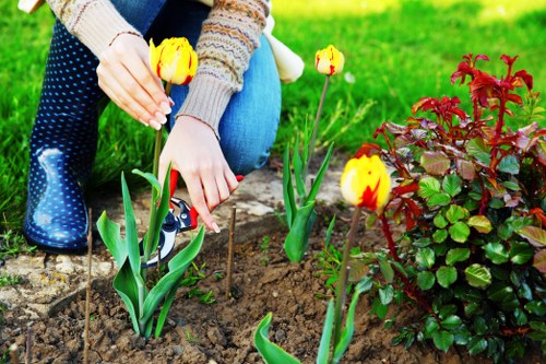 A person wearing a patterned sweater and jeans is shown tending to a small flower bed in a garden, planting yellow and red tulips with green stems and leaves. The garden area features rich, dark soil and a neatly maintained border, with a dense, vibrant green lawn in the background. To the right of the tulips, there is a healthy, sprawling shrub with reddish-brown foliage, adding colour contrast and texture to the landscape. The scene appears to be outdoors on a bright, clear day, with natural light illuminating the garden elements. The background extends to a grassy area, indicating a well-maintained outdoor space suitable for gardening and landscaping services provided by Landscapers Hendon, offering a visually appealing, functional garden environment that enhances residential outdoor areas in the Hendon region.
