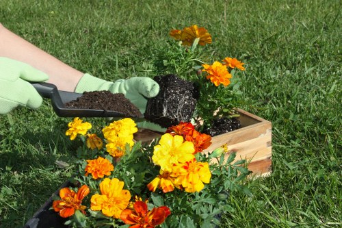 A gardener wearing light green gloves is planting a vibrant orange and yellow marigold flower into a wooden rectangular planter filled with dark soil, set on a well-maintained grassy lawn area. Behind the planter, there are additional yellow marigolds in bloom, with dense green foliage surrounding the flowers. The scene appears to be outdoors in a garden or landscaped yard, with lush green grass covering the ground and natural daylight illuminating the area. The background shows a natural outdoor environment, indicative of a typical garden space that could be maintained by landscaping services such as those offered by Landscapers Hendon in London. The focus is on the planting process, highlighting garden and outdoor maintenance activities relevant to local gardening expertise, with no visible tools other than the gardener’s hand interacting with the soil and plants.