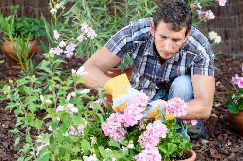 A man in a checkered shirt is gardening in a backyard garden, kneeling amongst vibrant pink flowering plants with green foliage. He is carefully pruning or tending to the plants, holding a small gardening tool in one hand. The garden features a mix of flowering shrubs and lush greenery, with soil visible around the base of the plants. In the background, there are additional potted plants, and the natural outdoor environment appears well-maintained and bright, with soft sunlight illuminating the scene, highlighting the variety of textures and colors in the garden. The setting reflects typical UK garden features, including flower borders and garden beds, with a focus on plant care, which complements gardening and landscaping services such as planting, pruning, and garden maintenance by Landscapers Hendon, situated near Hendon and postcode NW4.